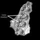 Upper jaw section from Microsyops latidens with two cavities.